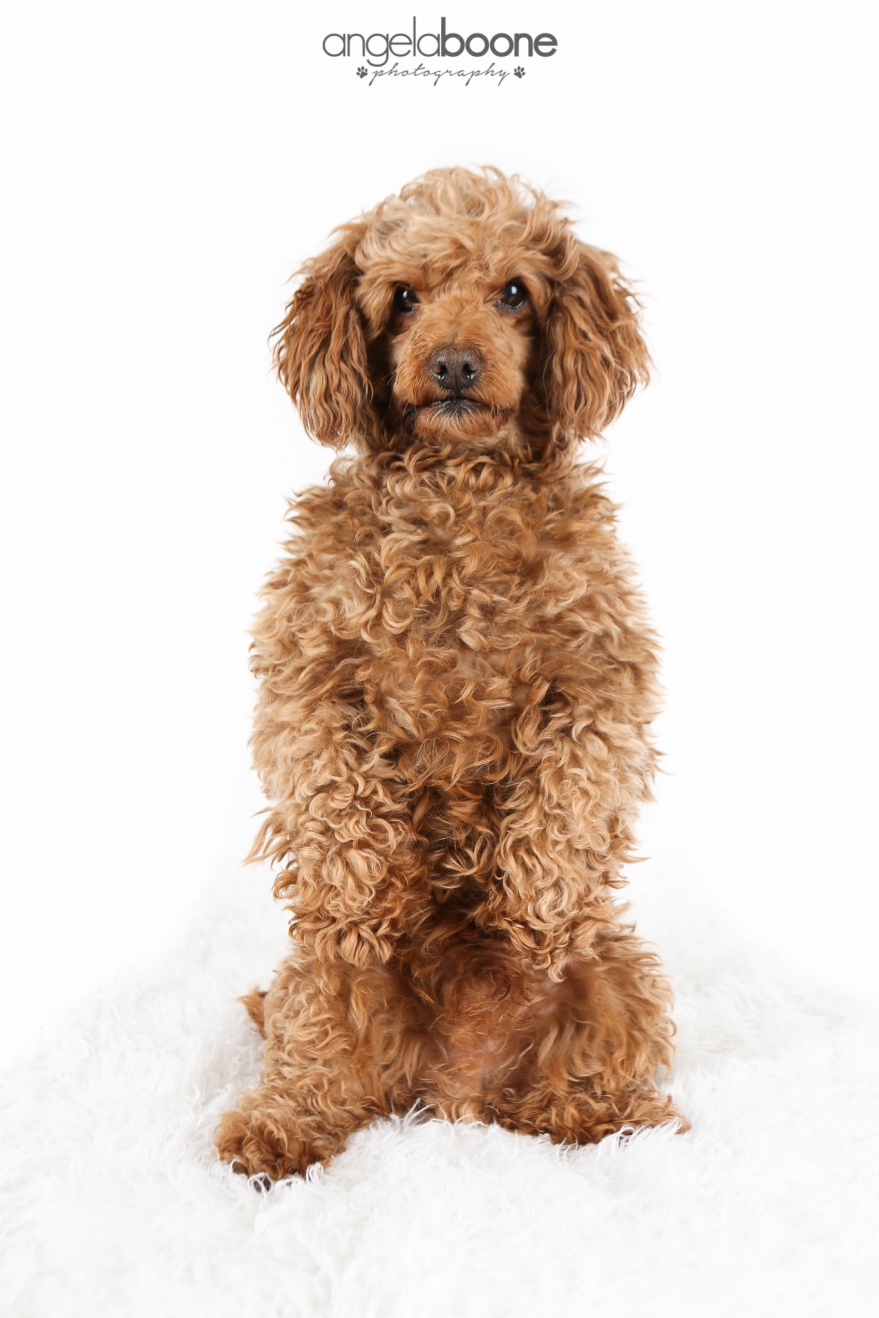 Adoptable Poodle