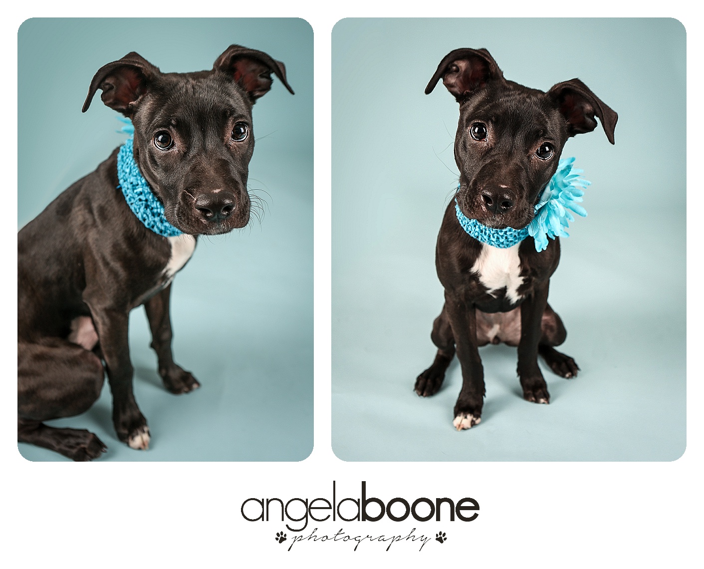 adoptable, puppy, pit bull, dog, adopt, rescue