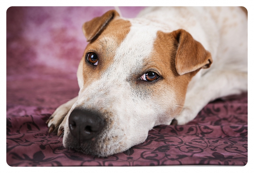 adoptable, dog, A Rotta Love Plus, rescue