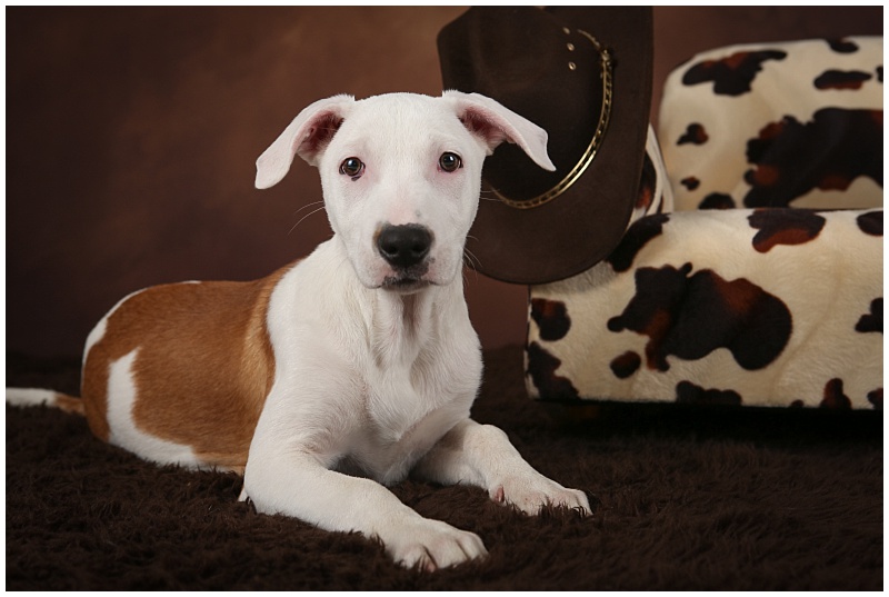 Newton - Adoptable dog - Save A Bull Rescue